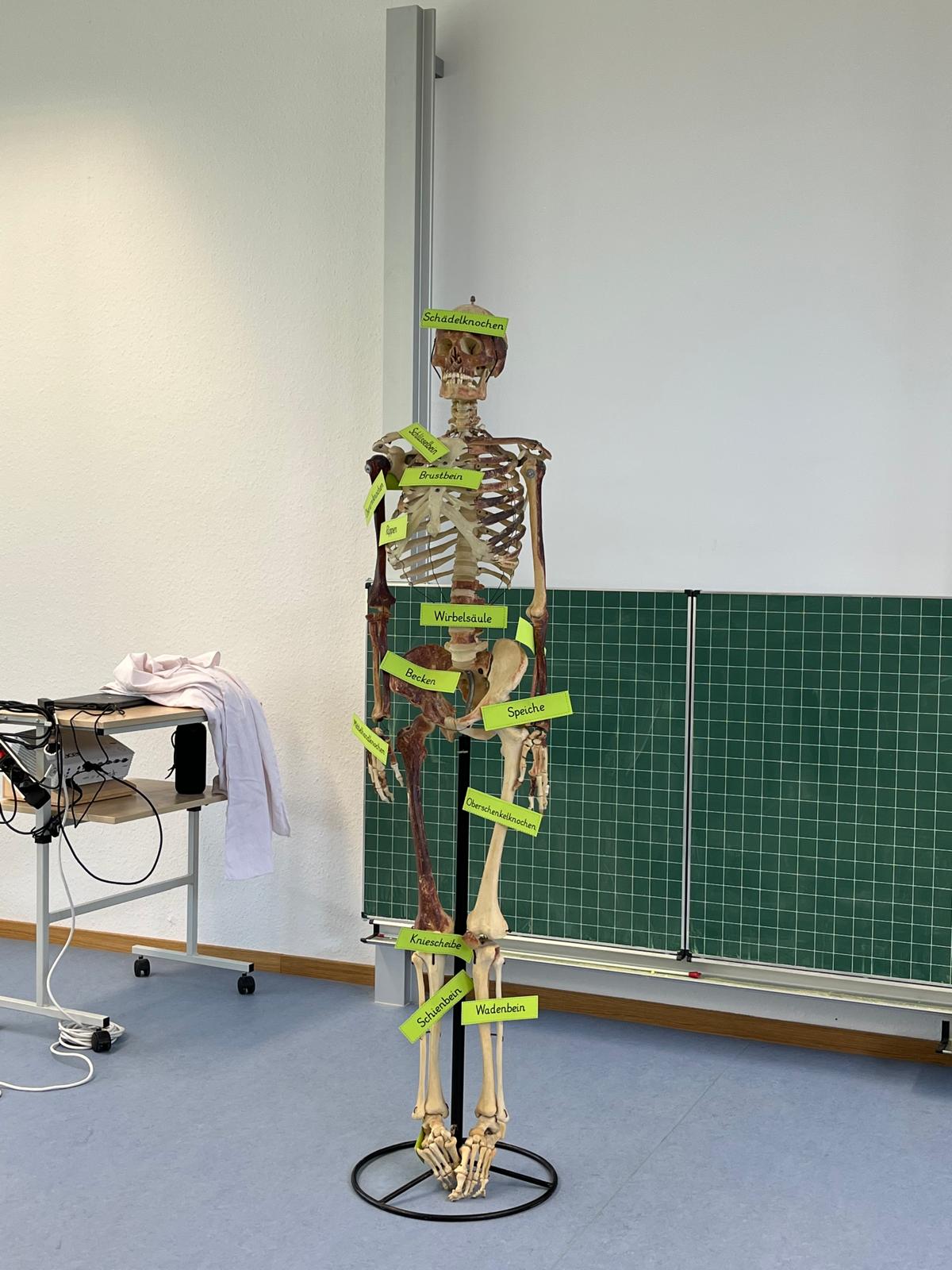 Das Wappen der Stadt Möhringen bei Tuttlingen mit der Mohrfrau auf blauem Hintergrund.